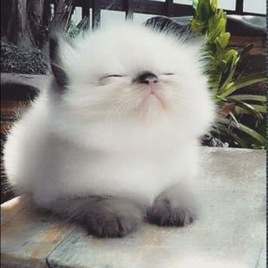 Meet your Posher, Elle